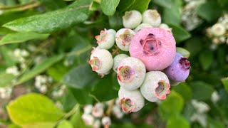 🫐Blueberry Season has just begun 🫐…🎥🎬🤠✌️…🎦 Movies & Television: How Farmer Troy met Hollywood . . .