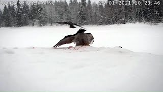 divi vistu vanagi nekādi nevar sadalīt kopgaldu.  28.01.2021 /Luontolive/