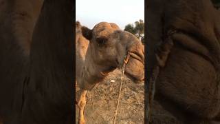 Camels #camel #animals #youtubeshorts #youtubevideos #shorts