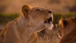 Secret World of Sound with David Attenborough official trailer   Watch