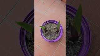 Day 17 Planting a random bulb I found in the park #plants #plant #trending #grow #viral #satisfying