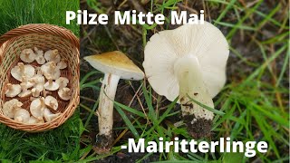 Pilze im Mai - Massenhaft Mairitterlinge