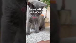 Teaching my kitten words #britishshorthaircat #teachingmycatwords #funnycatvideos