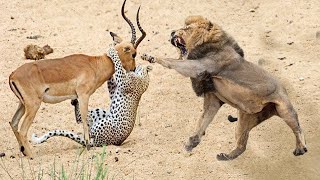 OMG! The Top Greatest Fights In The Animal Kingdom On Planet Earth#animals #animalfight #omg