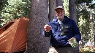 The Lodgepole Pine / Pinus contorta var. murrayana