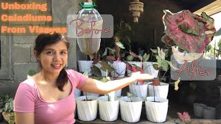 Unboxing and Repotting my Caladiums From Visayas | Alen Blooms #caladium #caladiumlovers