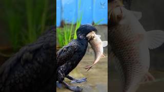 পানকৌরির তাজ্জব ক্ষমতা!  Cormorant Eating Skill #fish #bird #shorts #viralvideo