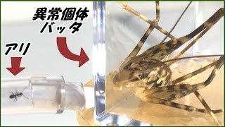 蟻戦争Ⅲ＃140 異常なバッタを蟻の巣と繋いだら「弱肉強食」を思い知らされた。編～Sand crickets and Ants～