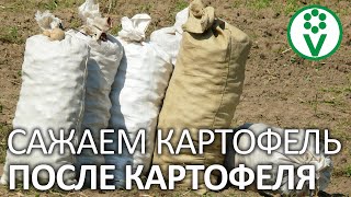 НАРУШАЕМ ПРАВИЛА! Сажаем картофель после картофеля только при этих условиях!