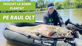 PESCUIT LA SOMN PE RAUL OLT 2024! Pescuit cu Zeck Fishing cu momeala vie.