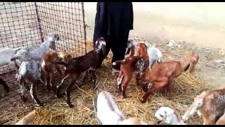 Breeding Starts at My Farm |Bahawalnagar Goat Farm|