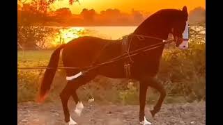 Natural and Horse combination 😘#kathiyavadihorse #horselover #subscribe #youtube