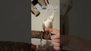 Day 2: Teaching My Cockatiel to Step Up