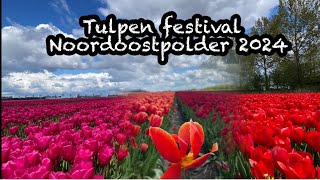 Tulpen festival Noordoostpolder/Harus kesana klu ke Belanda #tulpen #tulp #netherlands