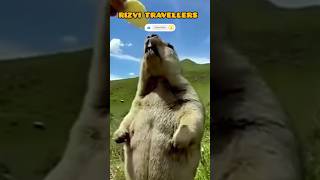 Marmot || Deosai National Park || 2023 #shorts #subscribe #viral #video