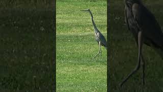 Heron in Southern California