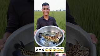 Is This Real?😲😲😲 Leopard 🐆 Fish #shorts