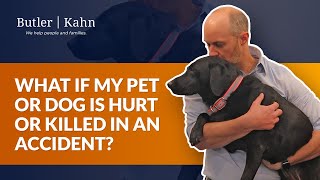 What if my Pet or Dog is Hurt or Killed in an Accident?