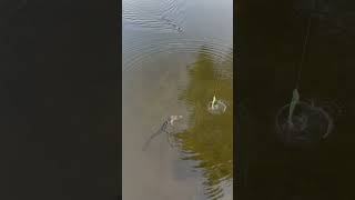 Gators everywhere!!! #dangerous #video #bassfishing #shorts #viral #fyp #fishing #reels #bass