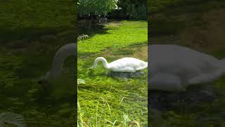 🌎 Beautiful Spot to Swan About | Mottisfont | Hampshire | UK #Mottisfont #swan