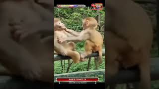 monkey baby/monkey love/monkey new funny video