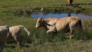 The #1 Best Cold Weather Cattle Breed Is...