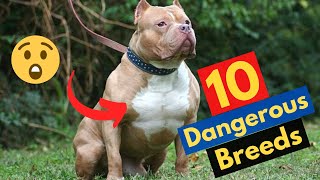 10 Most Dangerous and Banned Dog Breeds in the World | #4 and #10 are Shocking 😲