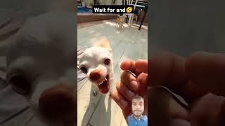 Kuchi kuchi with poop😱😱?? #chihuahua #dog #funny #puppy #pets #trending #shortvideos #cute #shorts