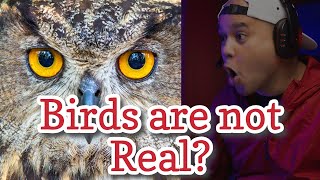 Birds Aren’t Real? Feathered Friends or Spies?