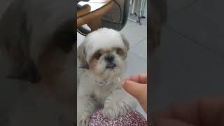 Shih tzu eat pancakes #pancake #dog #cutedog #shorts