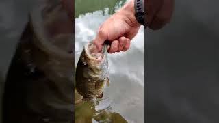 #fishing #fishinglife #fishingfreaks #shorts #bassfishing #smallmouth #subscribe #catchandrelease