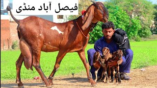 Faisalabad Bakra Mandi  New Update budh mandi bacho wali sasti bakriyan [haider tv vlog]