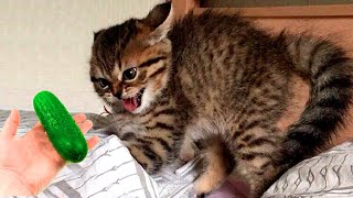 ПРИКОЛЫ С ЖИВОТНЫМИ ДО СЛЕЗ / Смешные КОТЫ 2022 / Приколы с КОТАМИ / Funny ANIMALS video