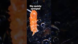 squishy orange springtail in my #terrarium - Yuukianura Aphoruroides. #nature #orange #isopods #yay