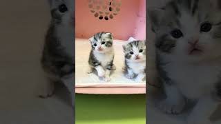 Cute cat #youtubeshorts #cats #cat #cute #cutecats #pets