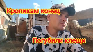 лечим кроликов от клещей... простой способ...