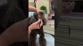 You won’t believe what I found in this dogs mouth 🤢 #groomer #groomerlife #poodle