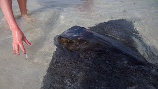 Touching and feeding the Stingrays and Eagle Rays at Hamelin Bay, Western Australia.