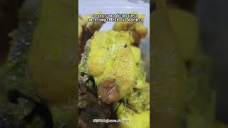 Resep Ayam Ungkep