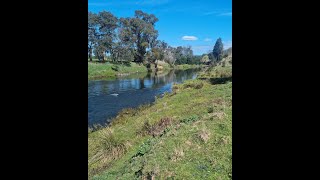 Meander River Anglers access brown trout