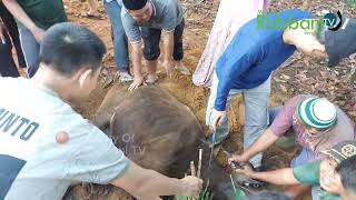 Pemotongan Hewan Qurban di Mahad Rabbani Bengkulu - Idul Adha 1445 H