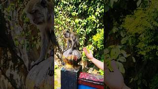 Playing with monkeys #batucaves #monkey #malaysia #kualalumpur