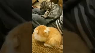 🤣🤣🤣🤣🤣🤣🤣cat fights 🐈🐈🐈🐈🐈🙏🙏🙏🙏🙏pls like subscribe share Thanks