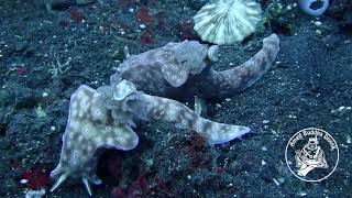 Pygme Seahorses @AmedBuddhaDiving