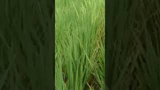 mencari spot || mancing seru || spot tengah sawah #videoshorts #tunggupancing #videoshorts #shorts