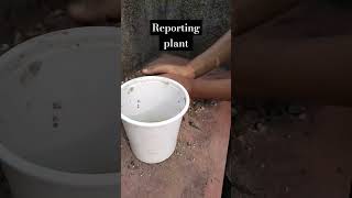 plant reporting #the_home_botanist #shortvideo #youtubeshorts