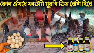 কোন ঔষধে মুরগী ডিম পারবে বেশি || মুরগির ডিম পারার ঔষধ || Nur Bhai