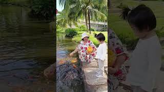 #feedingfishes #saturdate #shortvideo #short