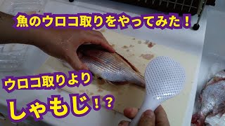 魚のウロコ取りをやってみた！ウロコ取りよりもしゃもじ！？　DIYで筋トレ　I tried removing fish scales! Shovel more than a scale remover