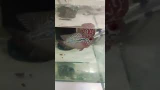 #Entry24 Thailand Zhenzou Flowerhorn #ZZ #FH